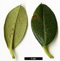 SpeciesSub: subsp. cephalanthum Crebreflorum Group